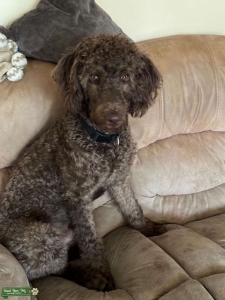 1 Year old Goldendoodle  Listing Image
