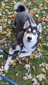 Leo the siberian husky  Listing Image