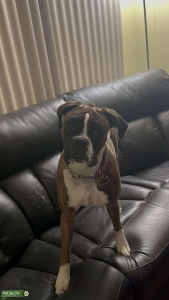 Female looking for Stud Listing Image