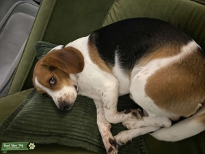 Tri color pure bred beagle stud Listing Image