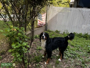 AKC Bernese Mountain Dog Proven Stud Listing Image