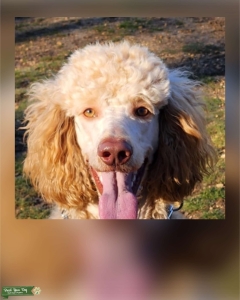 Cream/apricot standard poodle  Listing Image