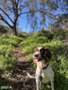 Registered English springer spaniel bitch Listing Image