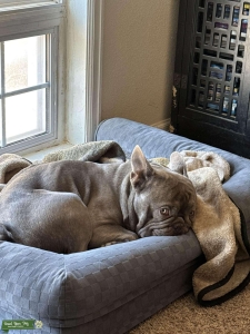 AKC French Bulldog  Listing Image