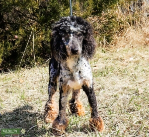 AKC Health Tested Merle Poodle Listing Image