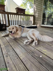 Looking for female dog Listing Image