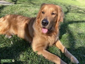 Sweet and beautiful Golden Retriever Listing Image