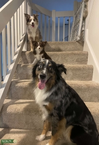 Australian Shepherd Blue Merle Stud Listing Image