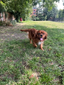 Ruby Cavalier King Charles Spaniel available for stud! Listing Image