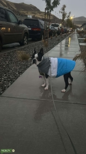 LOOKING FOR BOSTON TERRIER GIRLFRIEND Listing Image