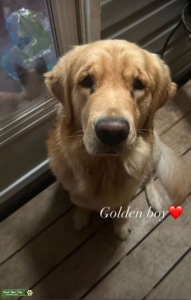 1 year old AKC golden retriever stud  Listing Image