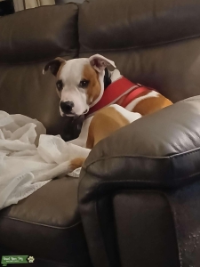 Stud looking for a bitch  Listing Image