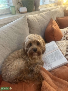 Cockapoo  Listing Image