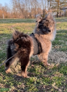 Blue Merle Pomeranian Listing Image