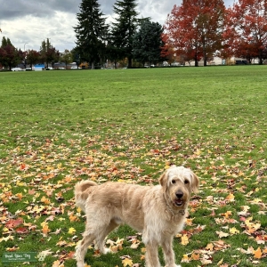 3year old Amazing Goldendoodle Listing Image