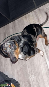 Dapple Dachshund Listing Image