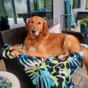 Pure (Champion Blood Line) Golden Retriever Listing Image