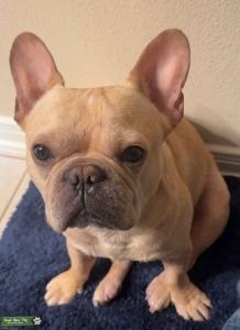 Akc French bulldog Listing Image