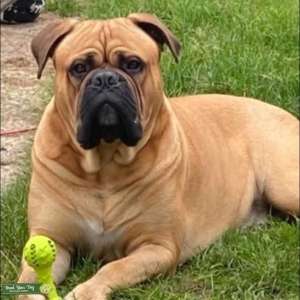 Bullmastiff  Listing Image