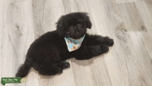 AKC black Toy Poodle  Listing Image