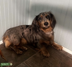 Dapple Longhaired Dachshund Listing Image