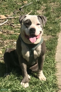 Handsome Blue and White Bully Stud Looking for a Mate Listing Image