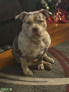 XL Merle bully Stud  Listing Image