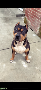Xl Bully Listing Image