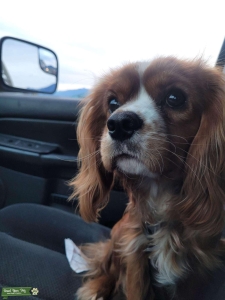 King Charles spaniel mix  Listing Image