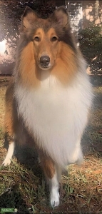 Stud Rough Collie Listing Image