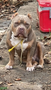 Abkc Stud available  Listing Image