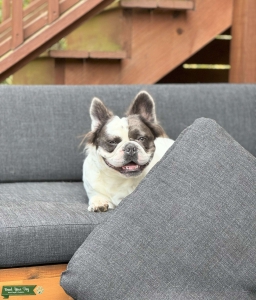 Fluffy French Bulldog Stud Listing Image