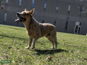 Australian cattle dog Listing Image
