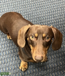 Chocolate and Tan Short Hair Mini Dachshund Listing Image