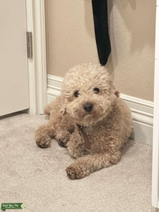 Looking for small bichon or poodle  Listing Image