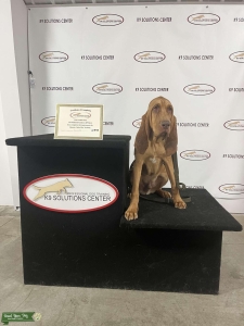 Ohio Bloodhound Listing Image