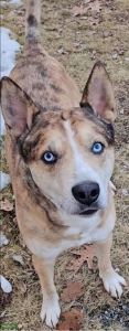 1 Pitsky, here for a good time ladies! Listing Image