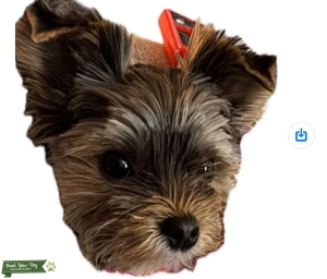 Stud dog Listing Image