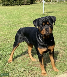 German Rottweiler  Listing Image