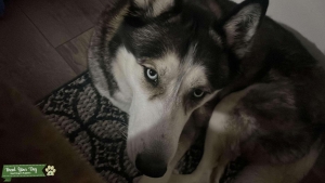 Black and White Siberian Husky Listing Image