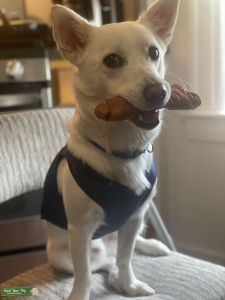 Breed with a Akita/Maltese mix Listing Image
