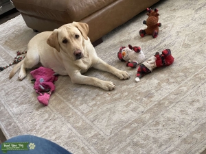 Yellow Lab Female Listing Image