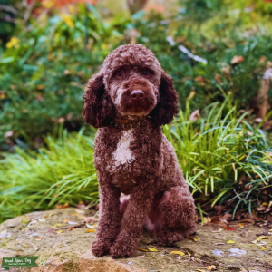 AKC/GANA Stud DNA/OFA Certified Listing Image