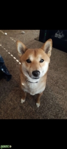 Handsome Pure Shiba Stud Listing Image
