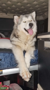Wolf/wolfdog stud wanted  Listing Image