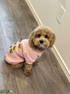 Cream Toy Poodle Listing Image