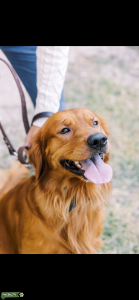 2 year old Golden Retriever STUD  Listing Image