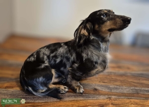 Nacho the mini Doxie Listing Image