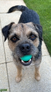 KC SLEM free Border Terrier with excellent temperament Listing Image