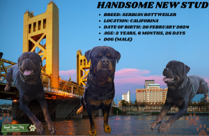 Timit-Tor Rottweiler Listing Image